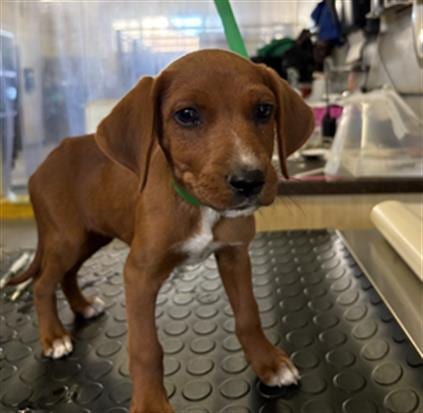 Photo of A888519, adoptable Beagle in Camarillo, California