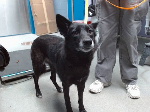 Photo of Baby, adoptable Dutch Shepherd in Albuquerque, New Mexico