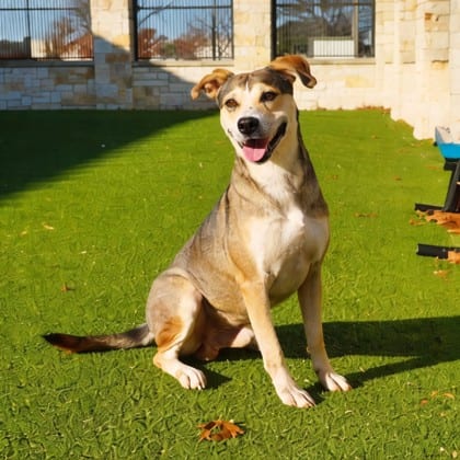 Photo of Tannenbaum, adoptable Carolina Dog/Mix
