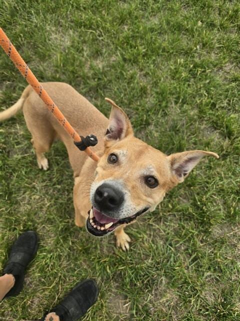 Photo of Maddie, adoptable Pit Bull Terrier in Casper, Wyoming