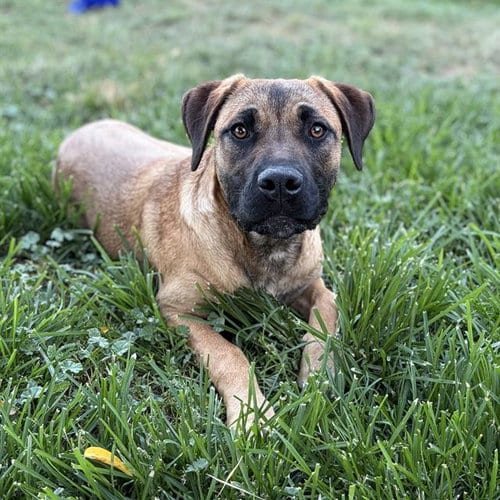 Photo of Wiggles, adoptable German Shepherd Dog in Modesto, California