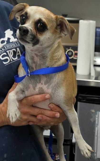Photo of Brandy, adoptable Chihuahua, Short Coat/Mix in Bakersfield, California