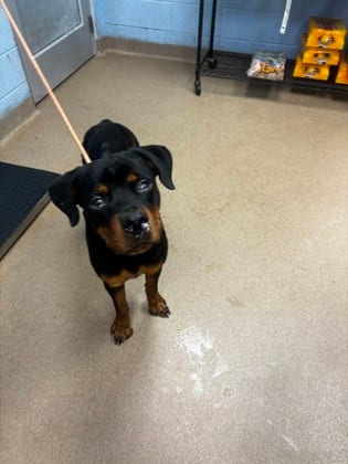 Photo of John Cena, adoptable dog in Chamblee, Georgia