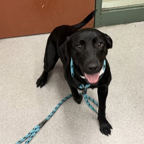 Photo of Poppet, adoptable Labrador Retriever in Rancho Cucamonga, California