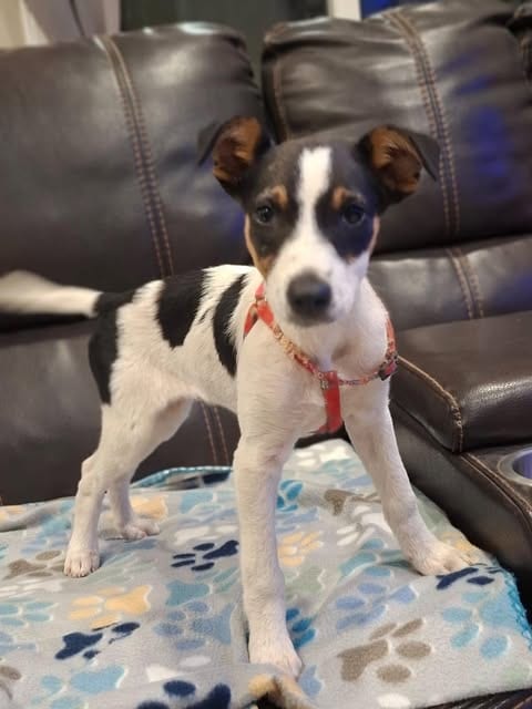Photo of Fiona E, adoptable Rat Terrier in Inglewood, California