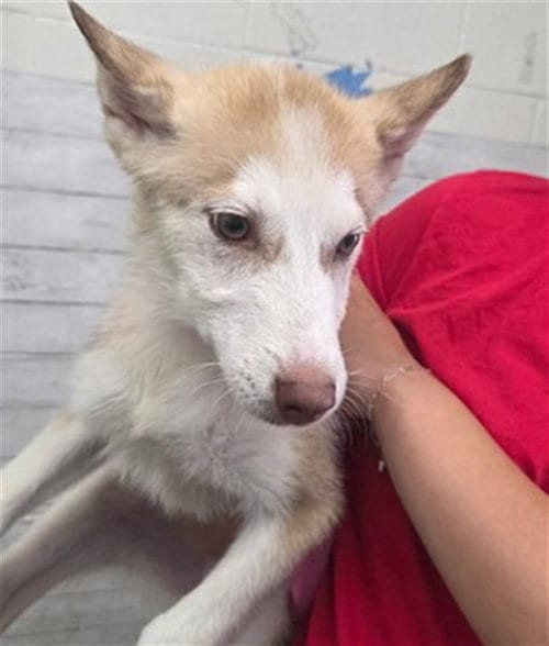 Photo of Randy, adoptable Siberian Husky in San Bernardino, California