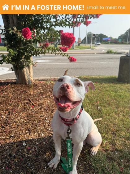 Photo of Whey, adoptable dog in Baltimore, Maryland