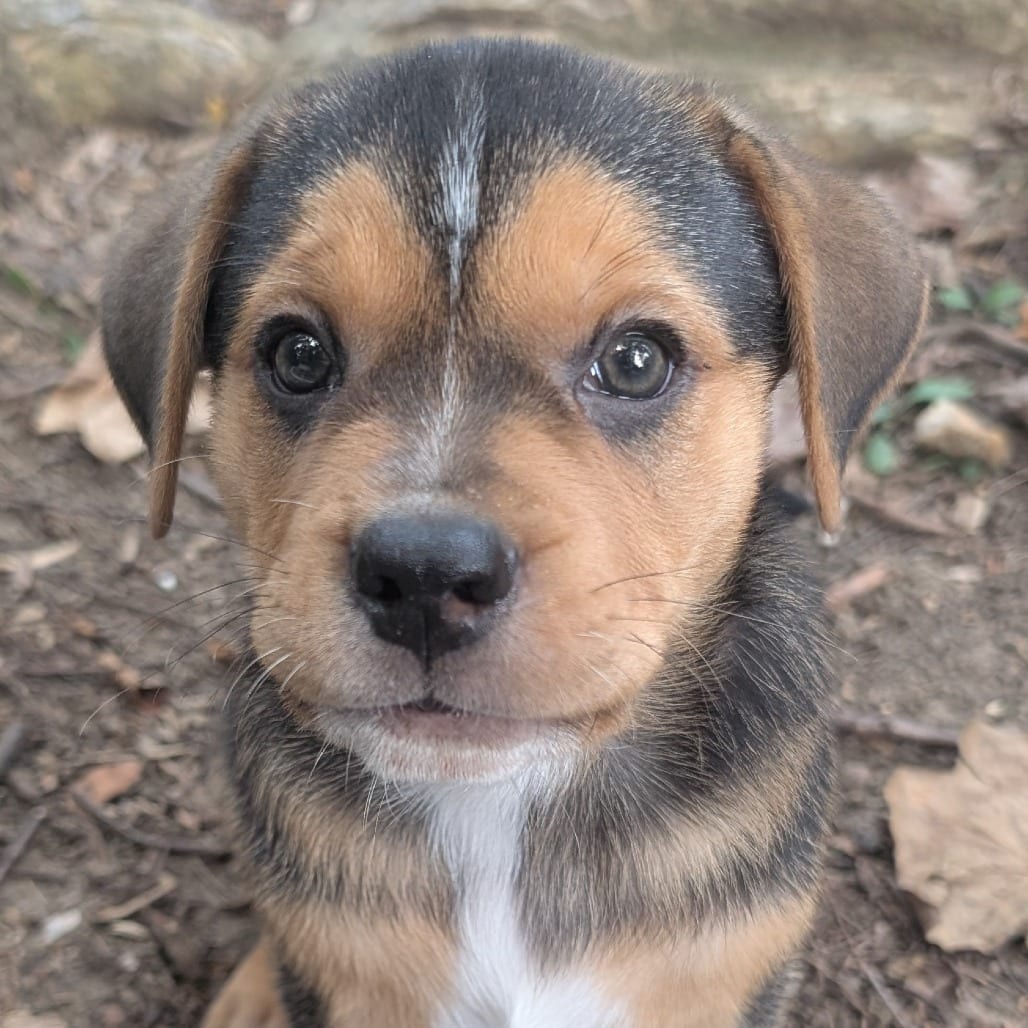 Photo of Wadsworth, adoptable Hound / Mixed Breed (Medium) in Raleigh area, North Carolina