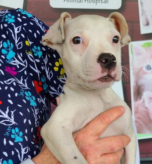 Photo of Floppy, adoptable Terrier in Royal Palm Beach, Florida