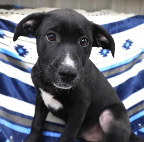 Photo of Mikey, adoptable Labrador Retriever in Thief River Falls, Minnesota