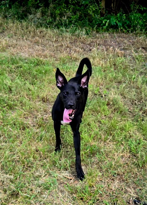 Photo of Otis, adoptable Black Labrador Retriever in Jackson, Mississippi