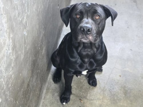 Photo of Jonah, adoptable Labrador Retriever in Van Nuys, California