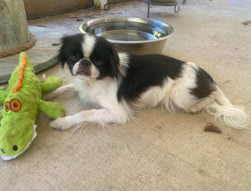Photo of Bitsy in LA, adoptable Japanese Chin in Cranston, Rhode Island