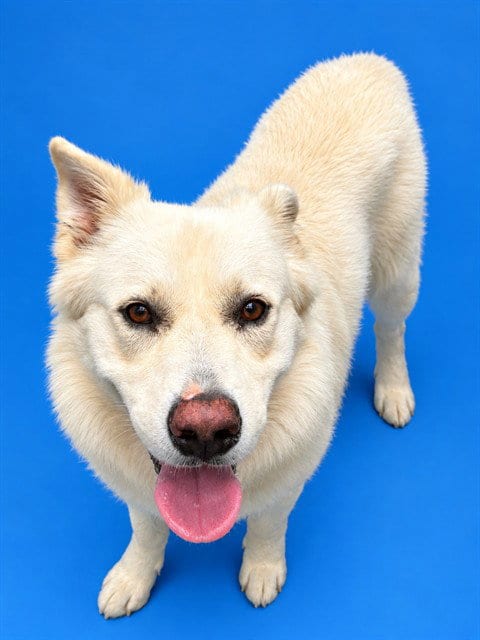 Photo of Cody, adoptable German Shepherd Dog in Westminster, Maryland