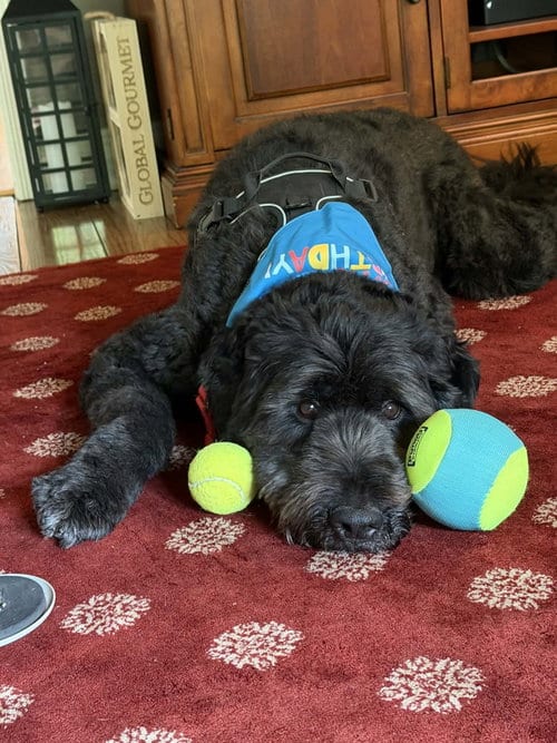 Photo of Caesar, adoptable Poodle (Standard) in Westwood, New Jersey