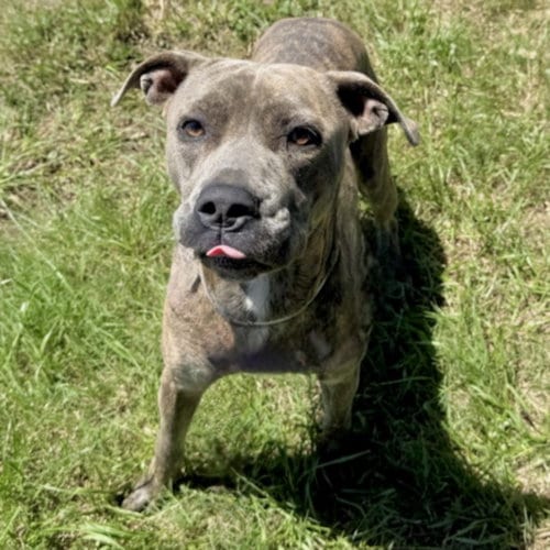 Photo of Ryder, adoptable Staffordshire Bull Terrier in Houston, Texas