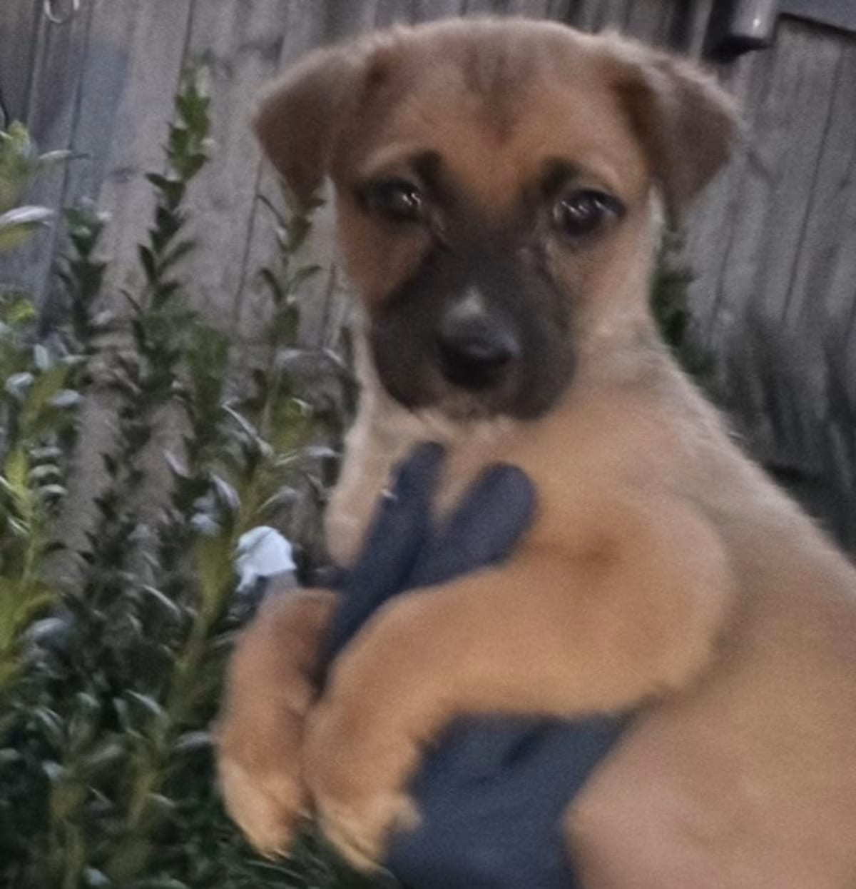 Photo of Anne, adoptable Golden Retriever in Grayslake, Illinois