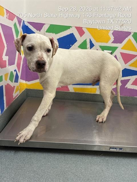 Photo of Marble, adoptable Boxer in Baytown, Texas