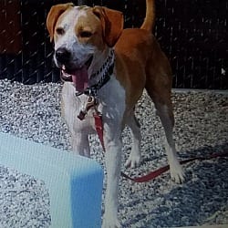 Photo of Turner, adoptable Hound (Unknown Type) in Carmel, New York