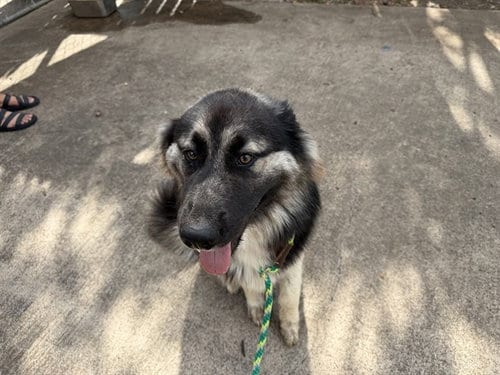 Photo of Todo, adoptable German Shepherd Dog in Garland, Texas