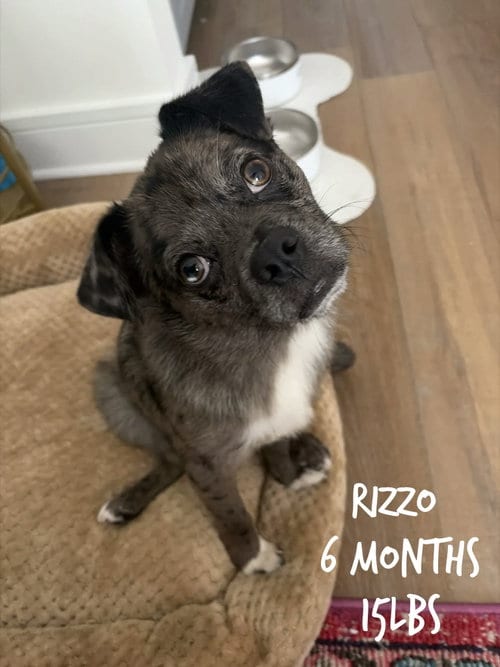 Photo of Rizzo, adoptable Unknown breed in Holbrook, New York