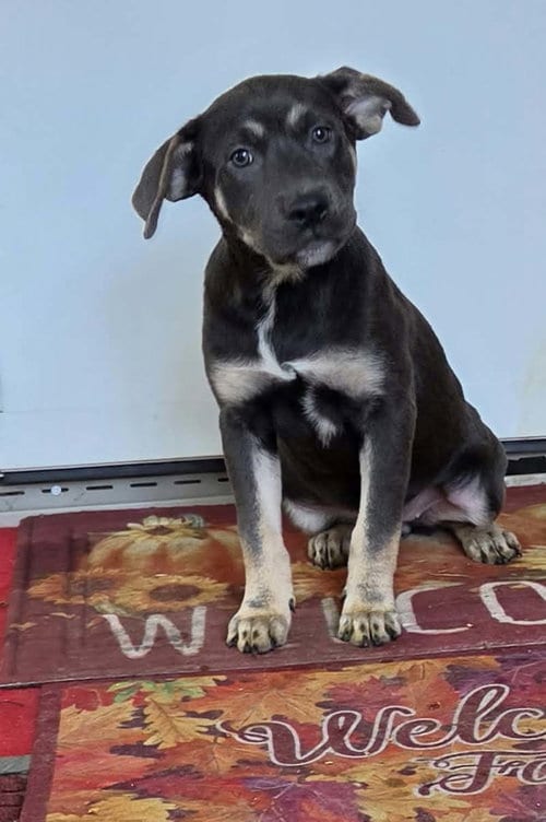 Photo of Jersey (NY-Shari), adoptable Rottweiler in SHERBURNE, New York