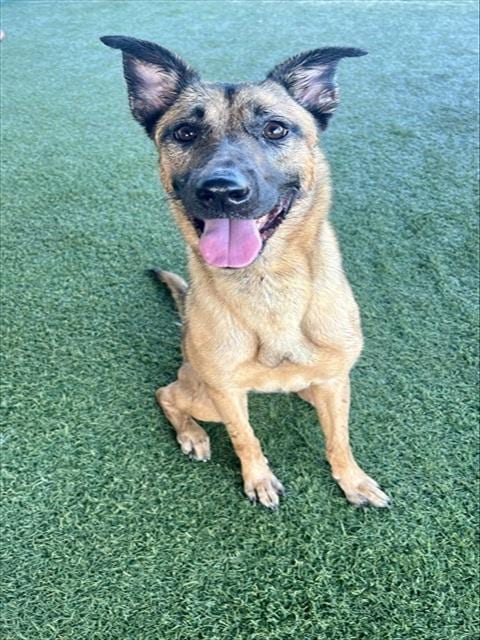 Photo of Rosie, adoptable German Shepherd Dog in Miami, Florida