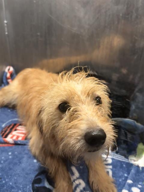 Photo of Jerry, adoptable Terrier in San Antonio, Texas