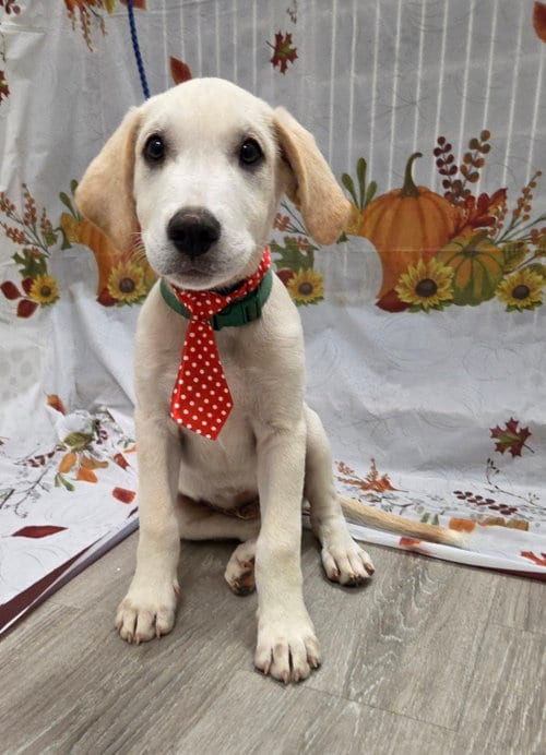 Photo of Jinx, adoptable Labrador Retriever in Attalka, Alabama