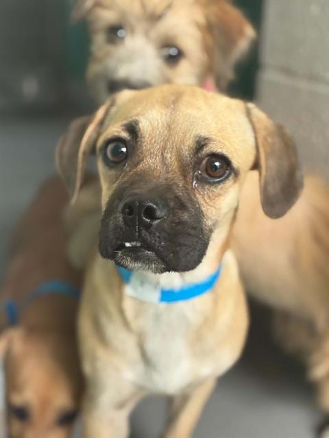 Photo of A256526, adoptable Pug in Visalia, California