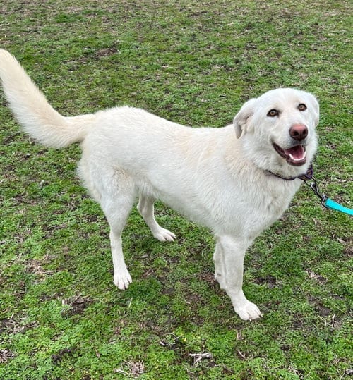 Photo of Jill E. Bear, adoptable Great Pyrenees in Whitewright, Texas