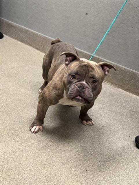 Photo of Dale, adoptable American Bulldog in Las Vegas, Nevada