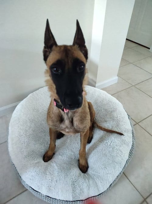 Photo of Divi - Located in Florida, adoptable Belgian Shepherd Malinois in Imlay City, Michigan