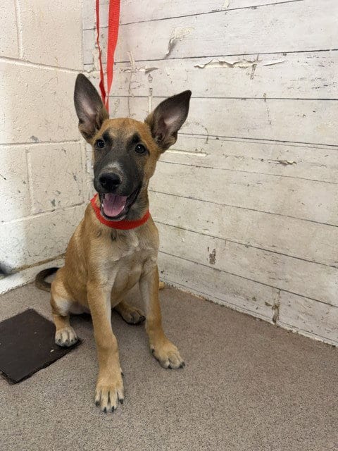 Photo of Cliff, adoptable German Shepherd Dog in San Bernardino, California