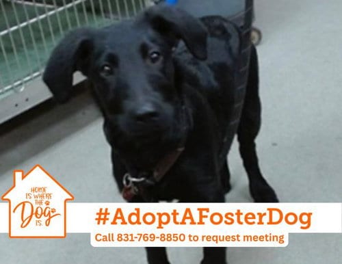 Photo of Jack, adoptable Labrador Retriever in Salinas, California