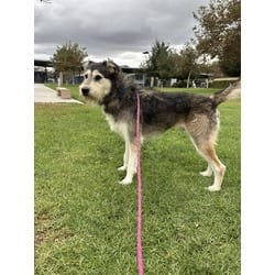 Photo of Bill, adoptable Schnauzer (Giant) in Jurupa Valley, California