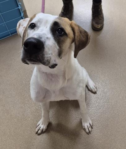Photo of Corn Moon, adoptable Great Dane in Decatur, Illinois
