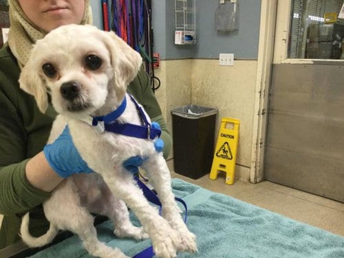 Photo of Aussie, adoptable Shih Tzu in Riverside, California