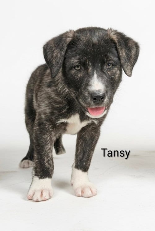 Photo of Tansy, adoptable Unknown breed (short coat) in Chinook, Montana