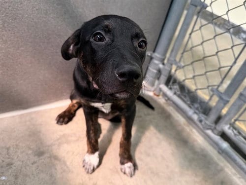 Photo of Zen, adoptable Rottweiler in Santa Rosa, California