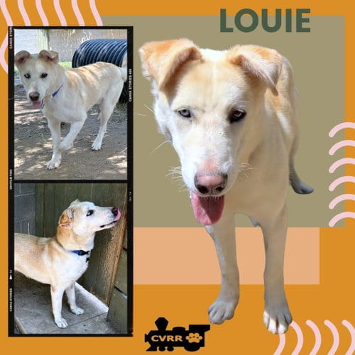 Photo of Louie, adoptable Retriever in Lindsay, California