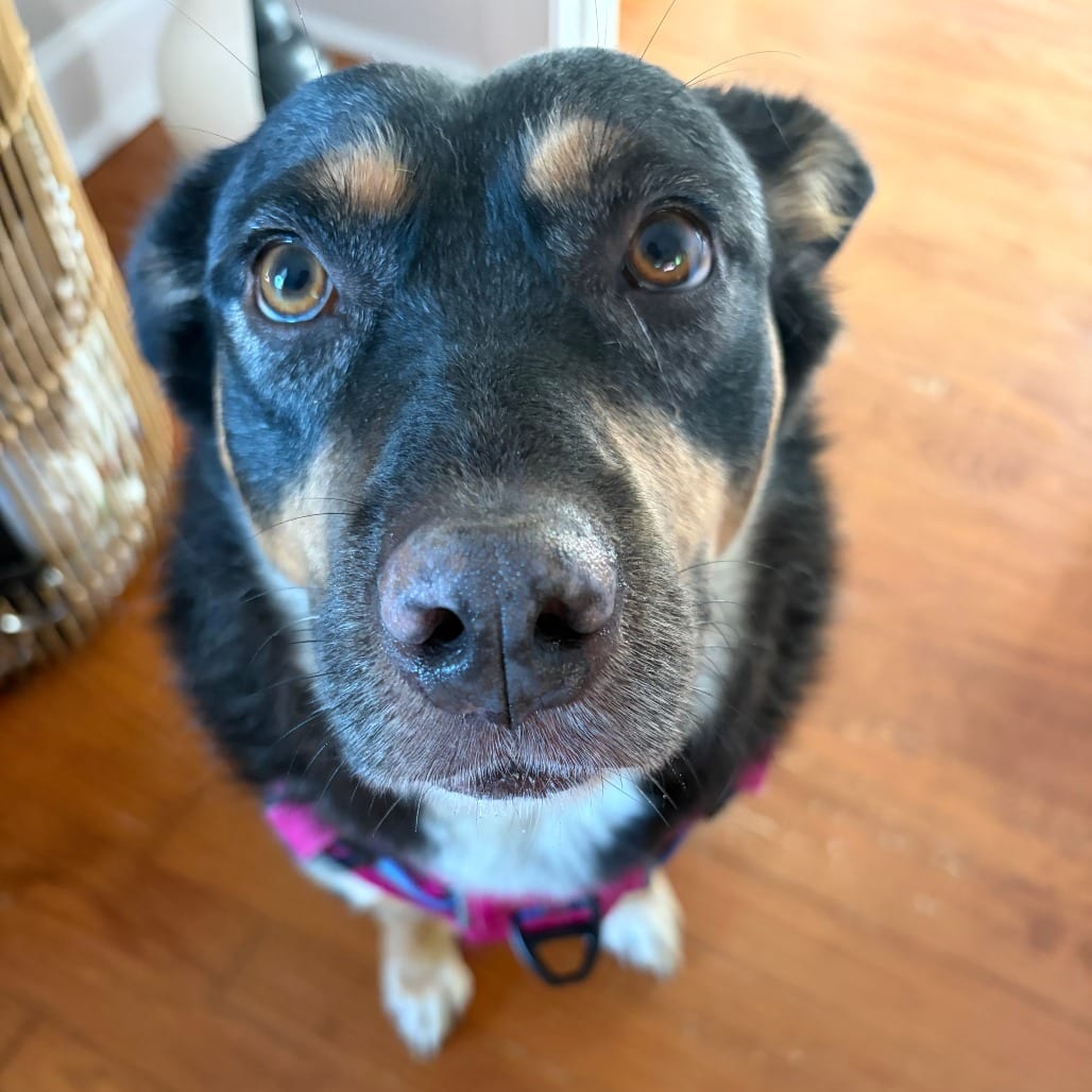 Photo of Shnookums, adoptable Cattle Dog, Australian (Blue Heeler) in Raleigh area, North Carolina