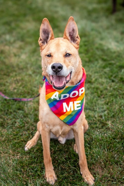 Photo of Apollo - He’ll love you to the moon and back, adoptable German Shepherd Dog in Oakhurst, New Jersey