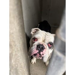 Photo of Layla, adoptable English Bulldog in San Bernardino, California