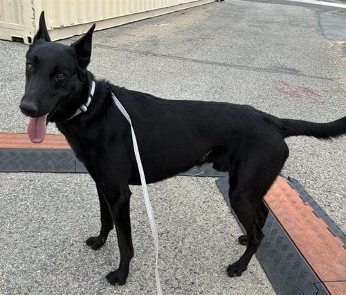 Photo of Dracula, adoptable Belgian Shepherd Malinois in San Bernardino, California