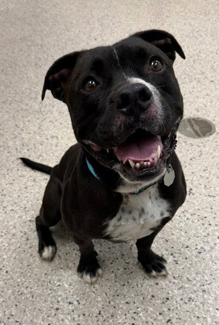 Photo of Slater, adoptable Pit Bull Terrier in Brighton, Colorado