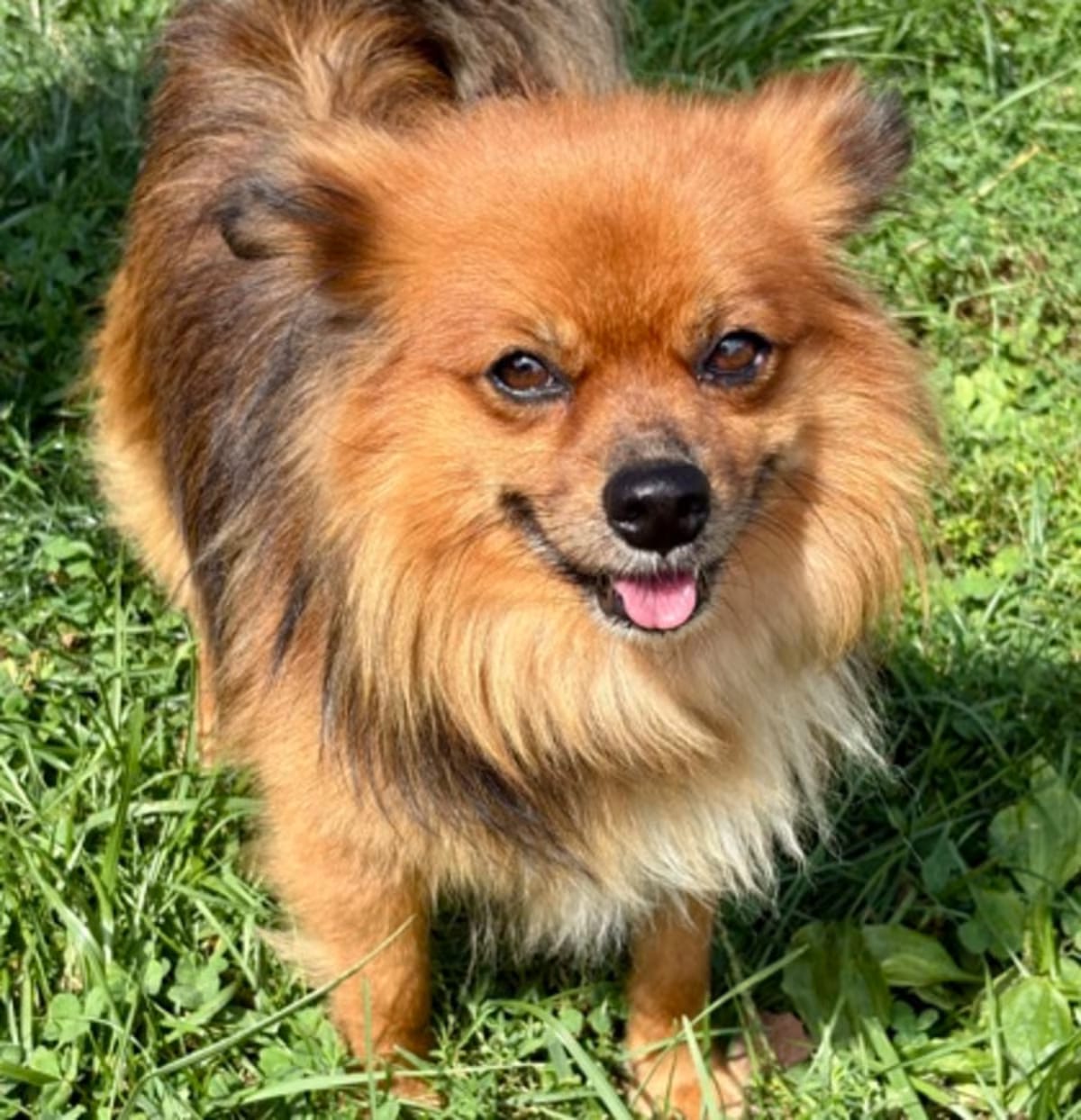 Photo of Gus, adoptable Cavalier King Charles Spaniel/Pomeranian in Malvern, Pennsylvania