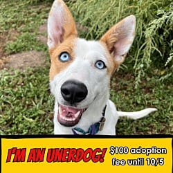 Photo of Lagoona, adoptable Mixed Breed (Medium) in Fort Collins, Colorado