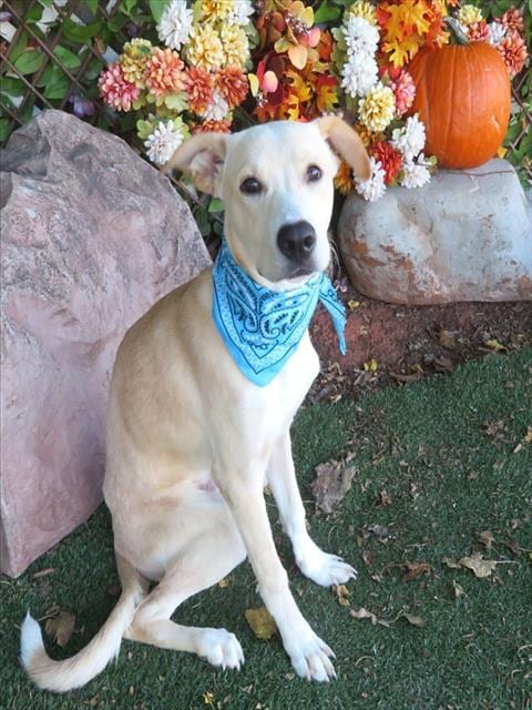 Photo of Frosty, adoptable Carolina Dog in Oklahoma City, Oklahoma