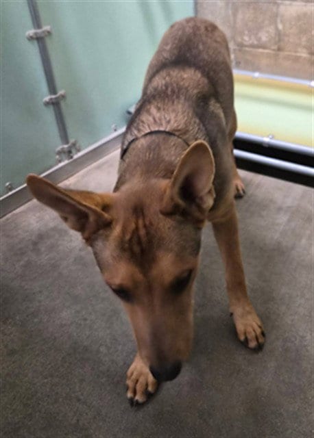 Photo of Major, adoptable German Shepherd Dog in Lake Isabella, California